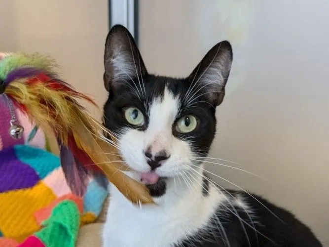 A black and white pokes out its tongue at a feathery toy.