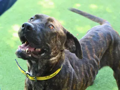 A female Cane Corso in a yellow Dogs Trust collar beams with delight.