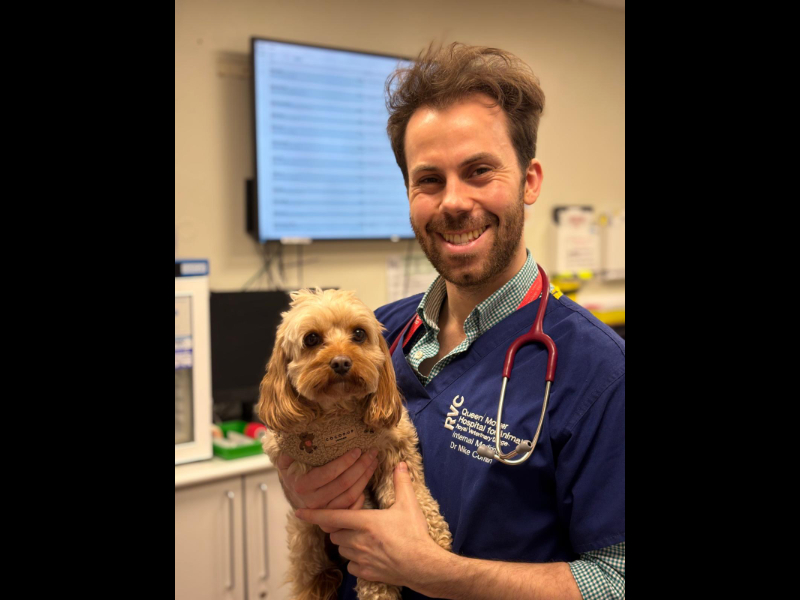 A male vet in scrubs and stethoscope smiles while holding a fluffy blonde Cavapoo.