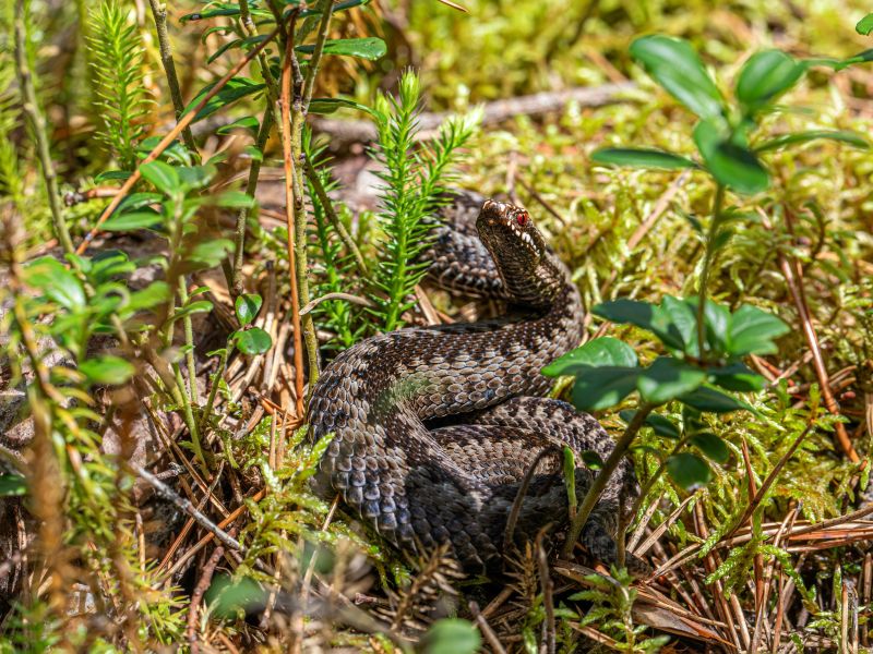 An adder coiled among foliage with its head raised and one red eye turned to the camera.