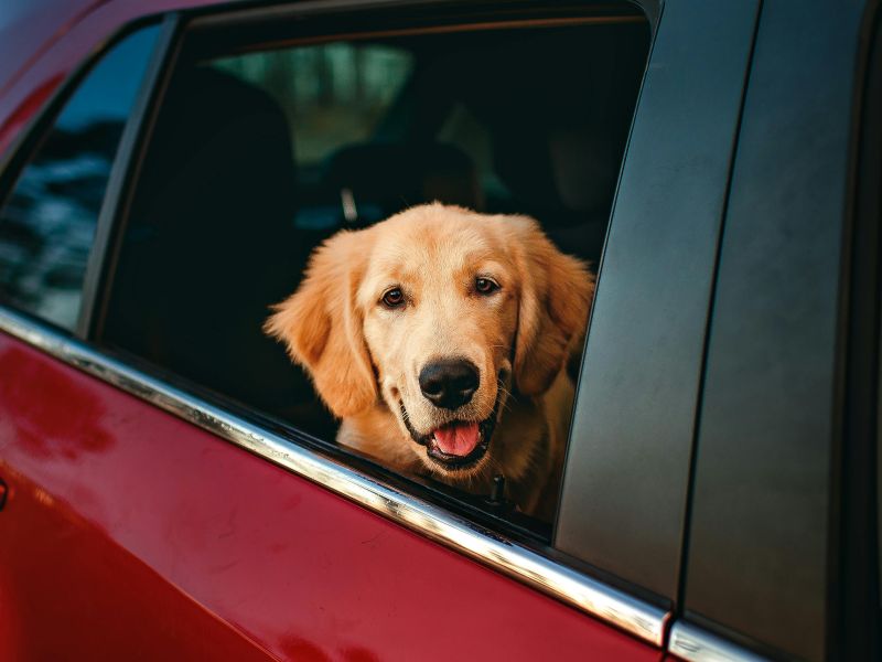A cheerful-looking golden retriever looks out from a rear car window.