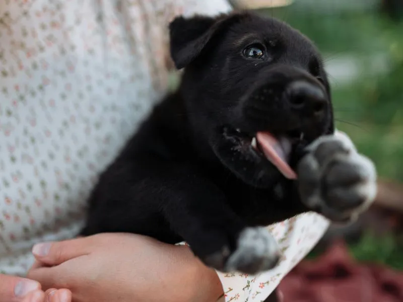 A black puppy laps at its pay as it sits contended and cradled in a woman's arm.