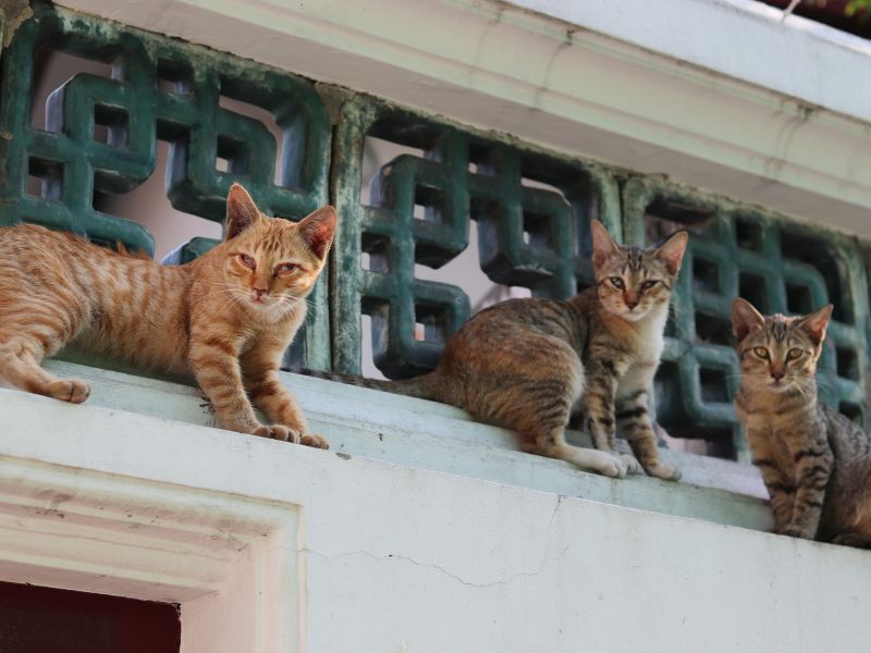 Three cats relaxing in Thailand.