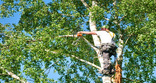 Tree Removal Services