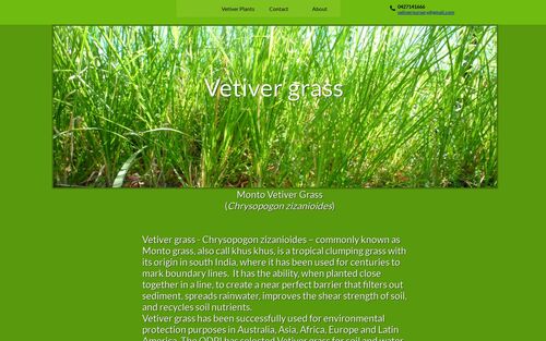 Vetiver Grass Vetiveria Zizanioedes Buy Vetiver Grass Product On Alibaba Com