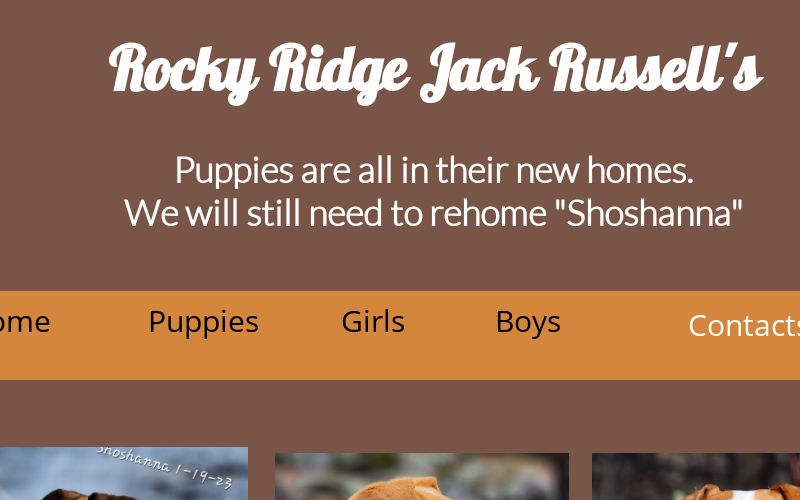 rocky ridge jack russells