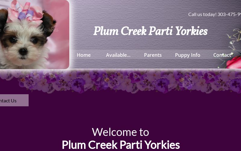 Plum Creek Parti Yorkie