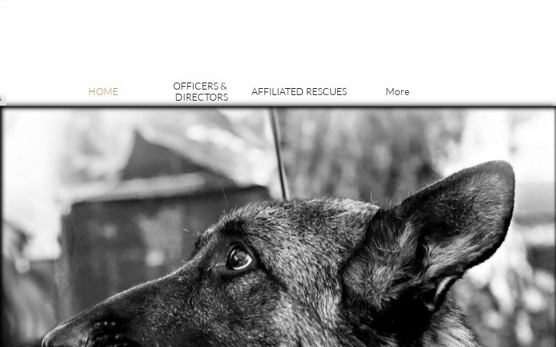 american alsatian rescue