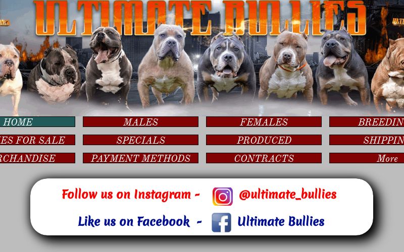 Ultimate Bullies (@ultimate_bullies) • Instagram photos and videos