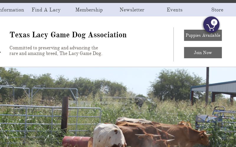 texas lacy game dog