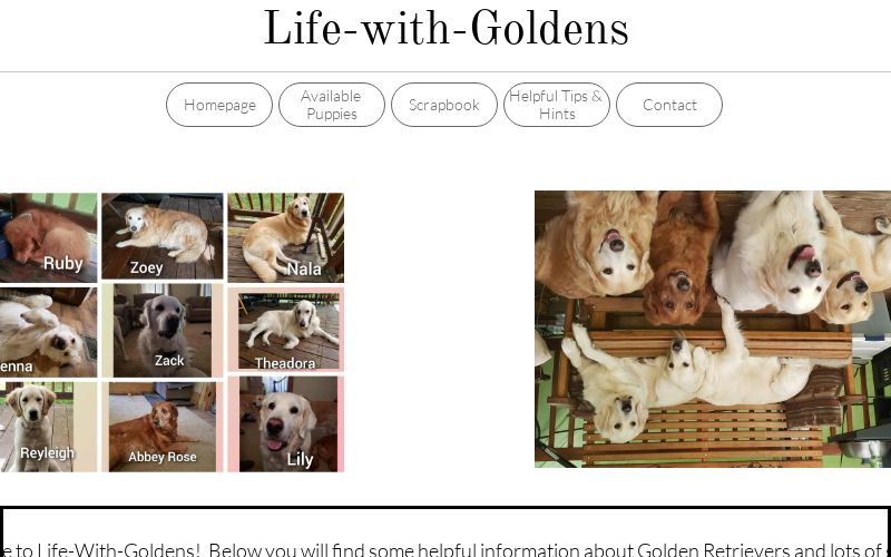 Life-With-Goldens Homepage