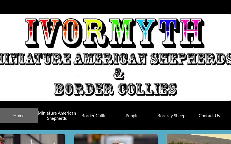 Miniature American Shepherds