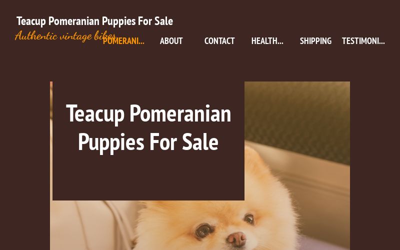 Pomeranian Puppies For Sale Near Me Pomeranian Puppies For Adoption Near Me