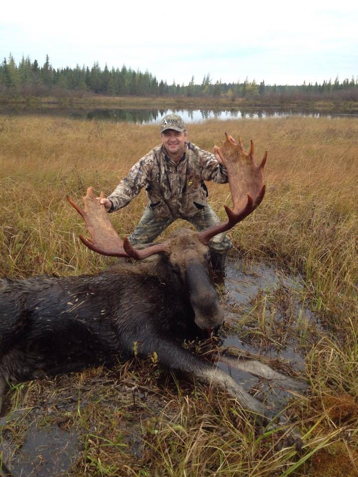 Newfoundland bull moose