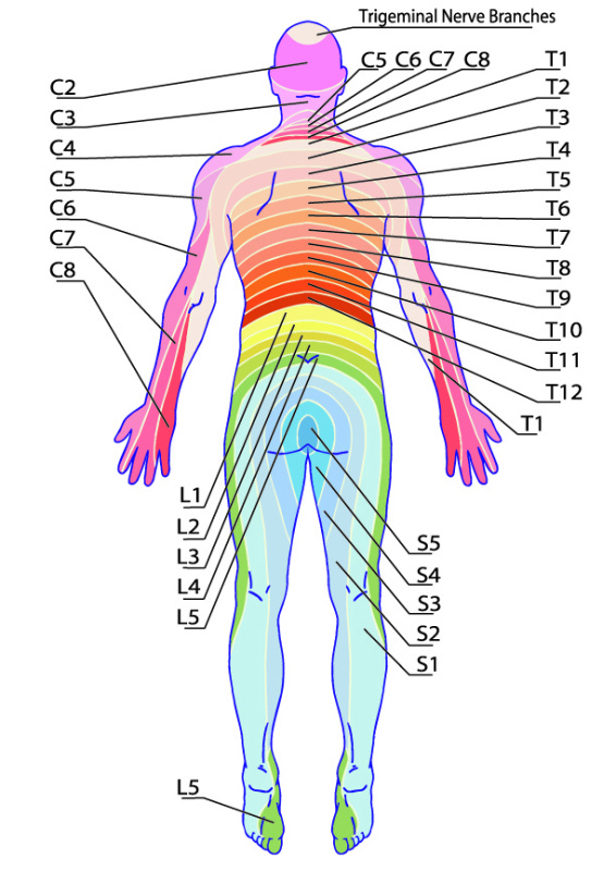 Spinal Nerve Dermatome Map Vrogue Co