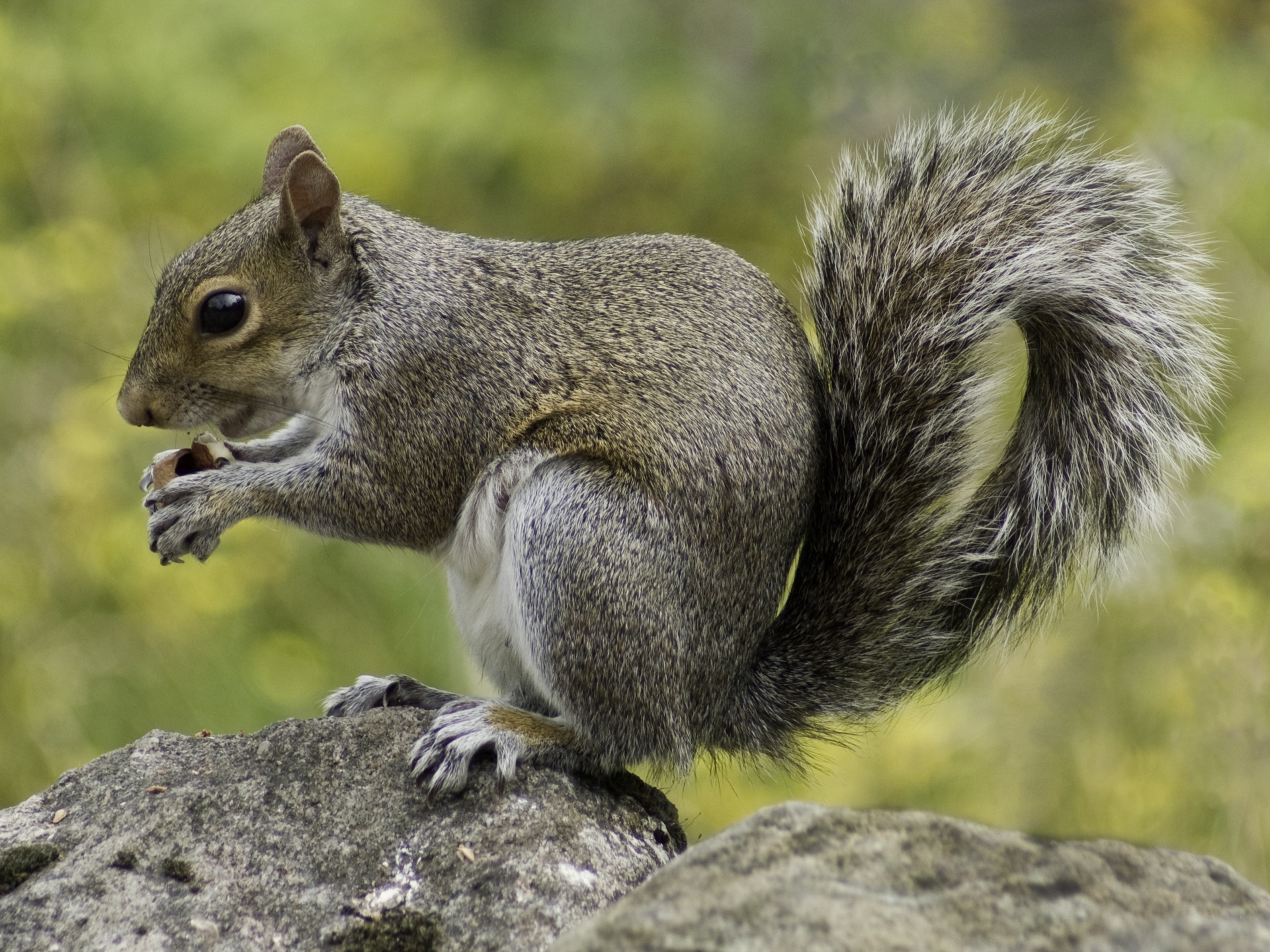 squirrel-wildlife-nature-animal-47359
