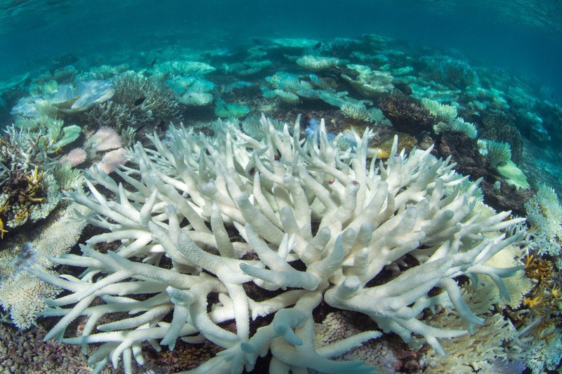 scientists race to prevent wipeout of worlds coral reefs