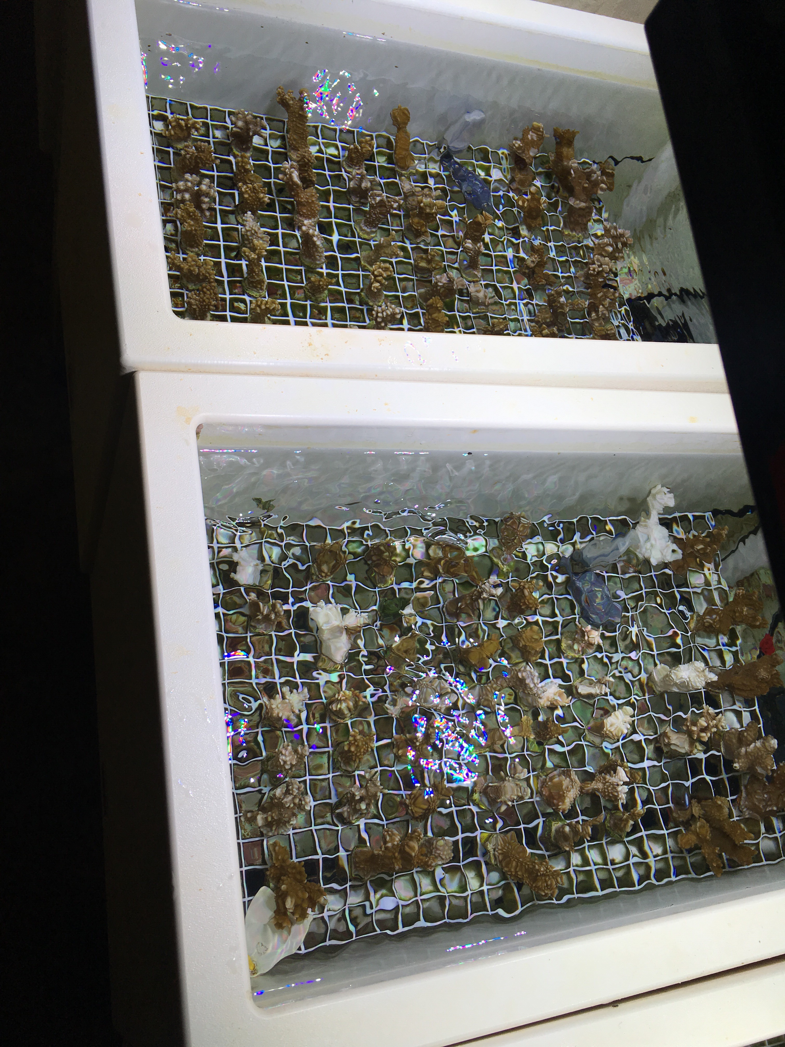 selective breeding0202