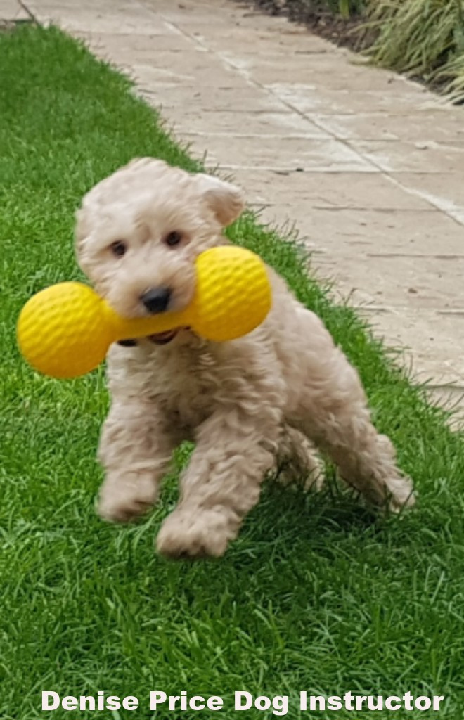 Puppy-playing