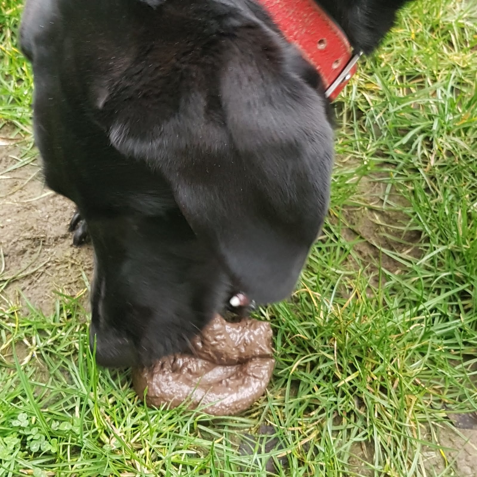 dog muzzle for eating poop