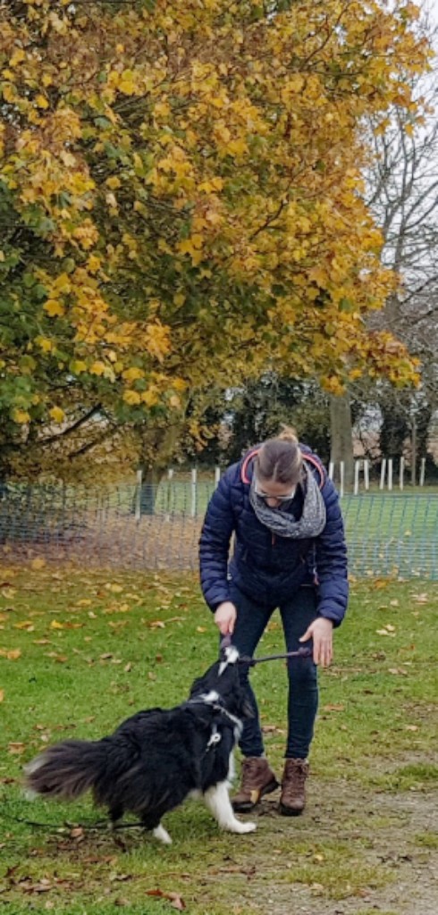 Border-Collie-at-play