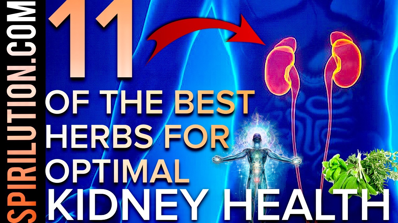 11-OF-THE-BEST-HERBS-FOR-KIDNEY-HEALTH-FUNCTION-BALANCE--KIDNEY-STONES