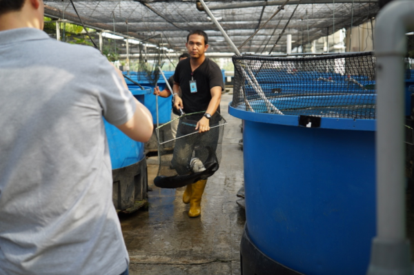 Rooftop Fish Farm - AutoPot&trade; Aquaponics