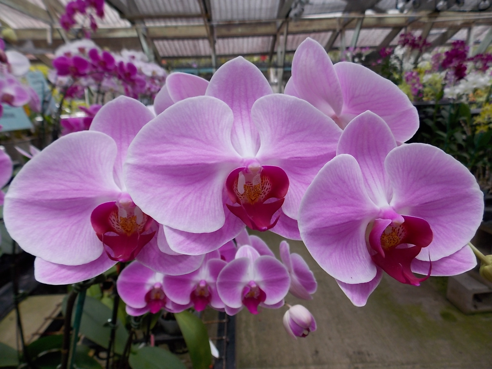 Here at Kawamoto Orchid Nursery we usually well carry between 200-300 ...