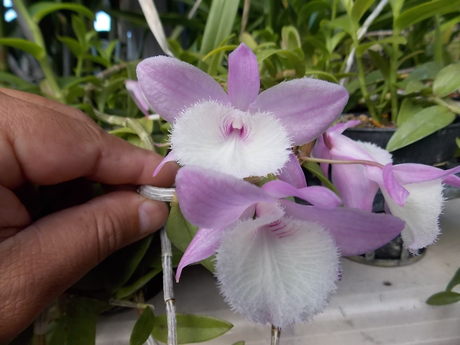 Hawaii's Favorite Fragrant Dendrobium Orchid Dendrobium