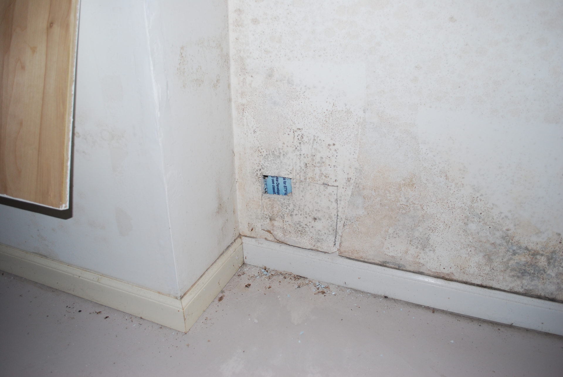 Forensic Engineering, Mold Growth