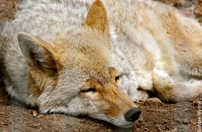 Home [www.yellowstonewildlifesanctuary.org]