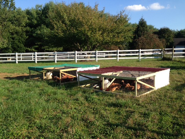 God's Glory Farm, Purcellville, VA, pasture raised non-GMO chicken