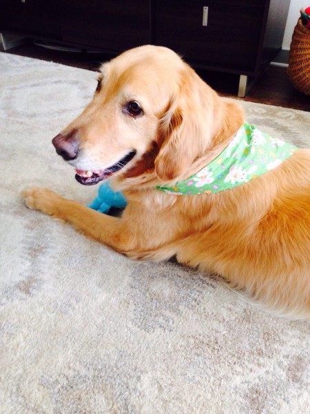 happy dogs waggin tails