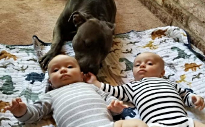Blue Pit Bull Puppy Litter 2016