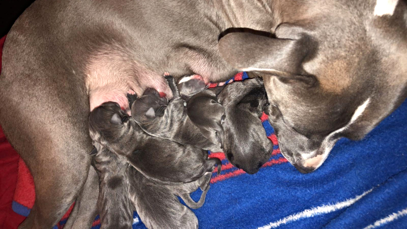 Blue Pit Bull Puppy Litter 2016