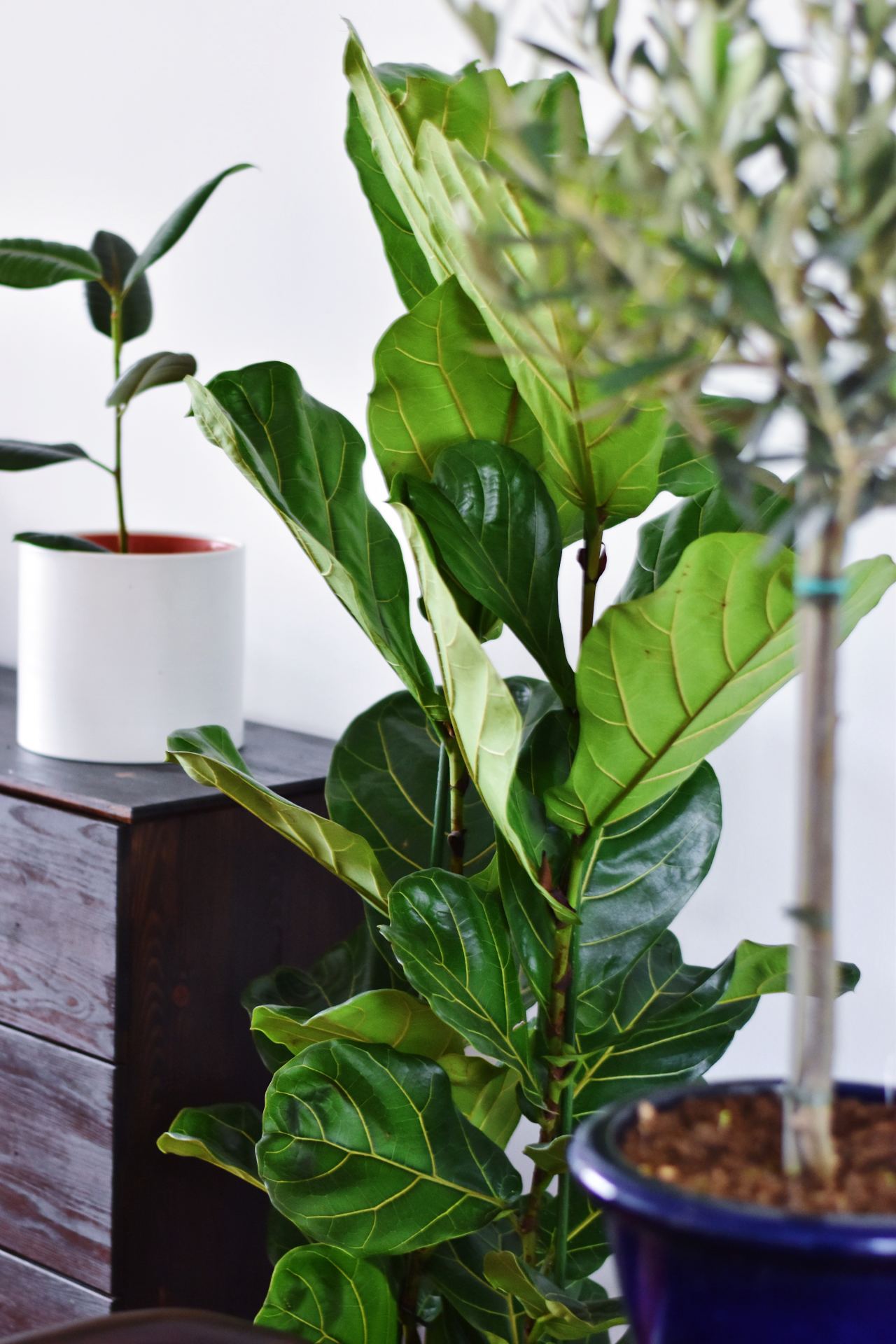 Beautiful House Plants That Clean The Air