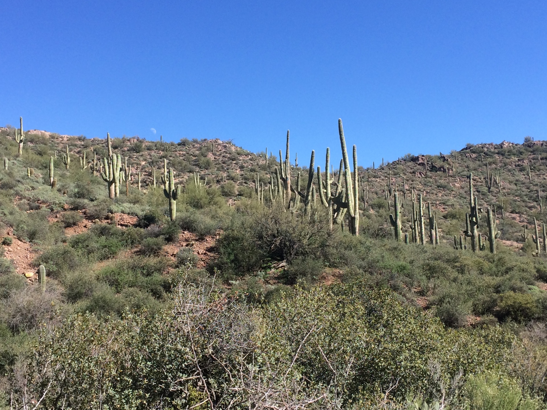 Peralta Canyon Trail Superstition Wilderness