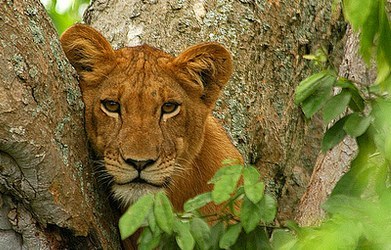 It’s Time To Roar