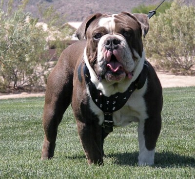 Tucson Olde English Bull Dogges