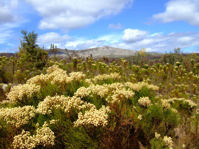 The Flora (Fynbos)