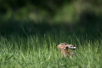 Do hares lay eggs?