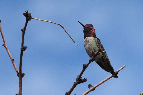 The Newly Reopened Ash Canyon Bird Sanctuary