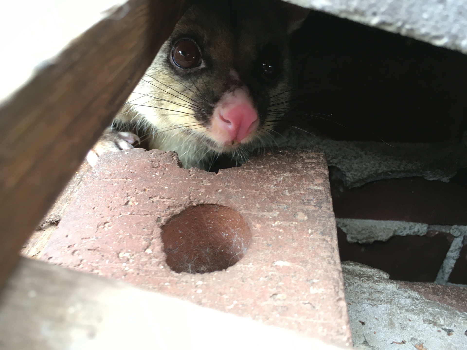 Possum Capture, Eviction, Proofing And Rescue.