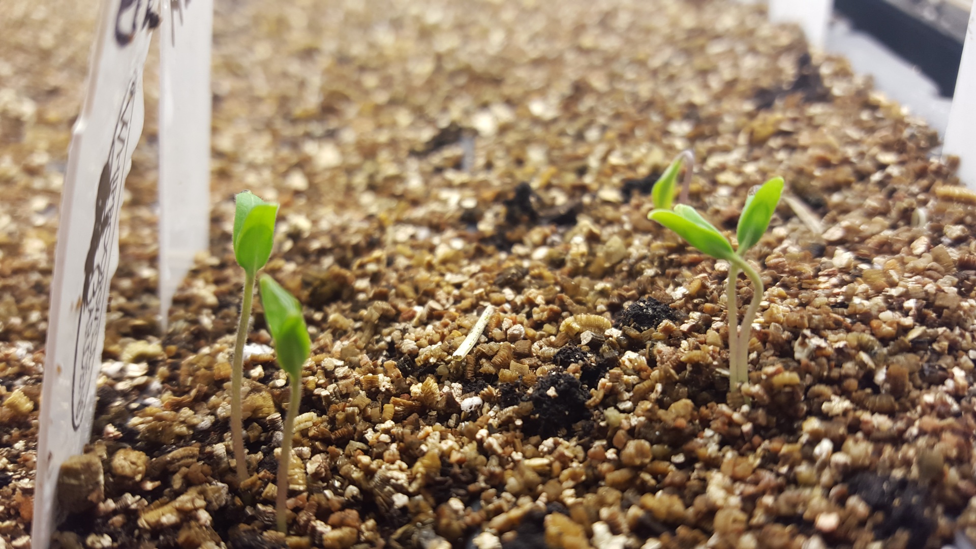 seed starting: sprouting tiny seedlings