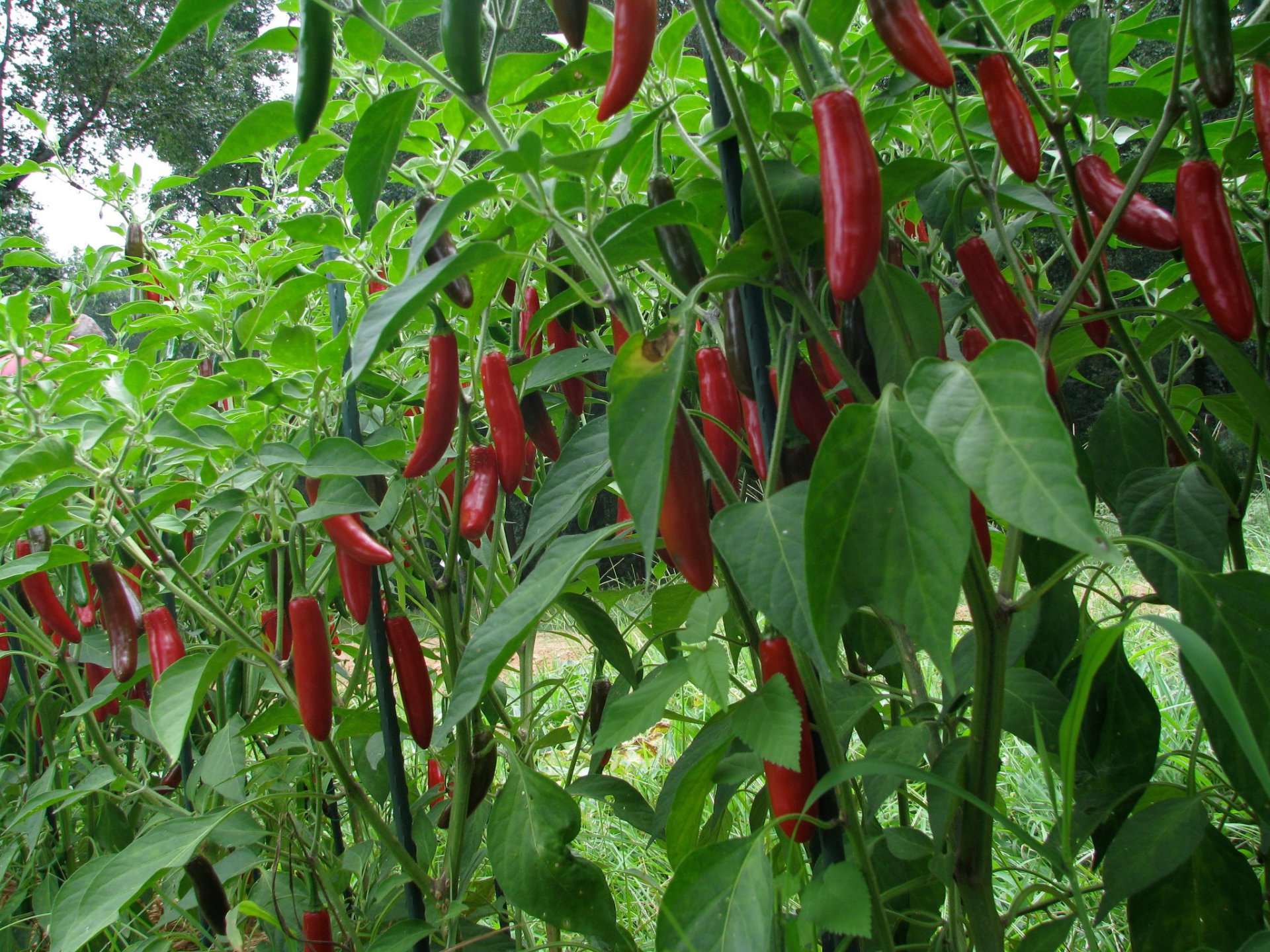 Serrano peppers ripening from green to red.