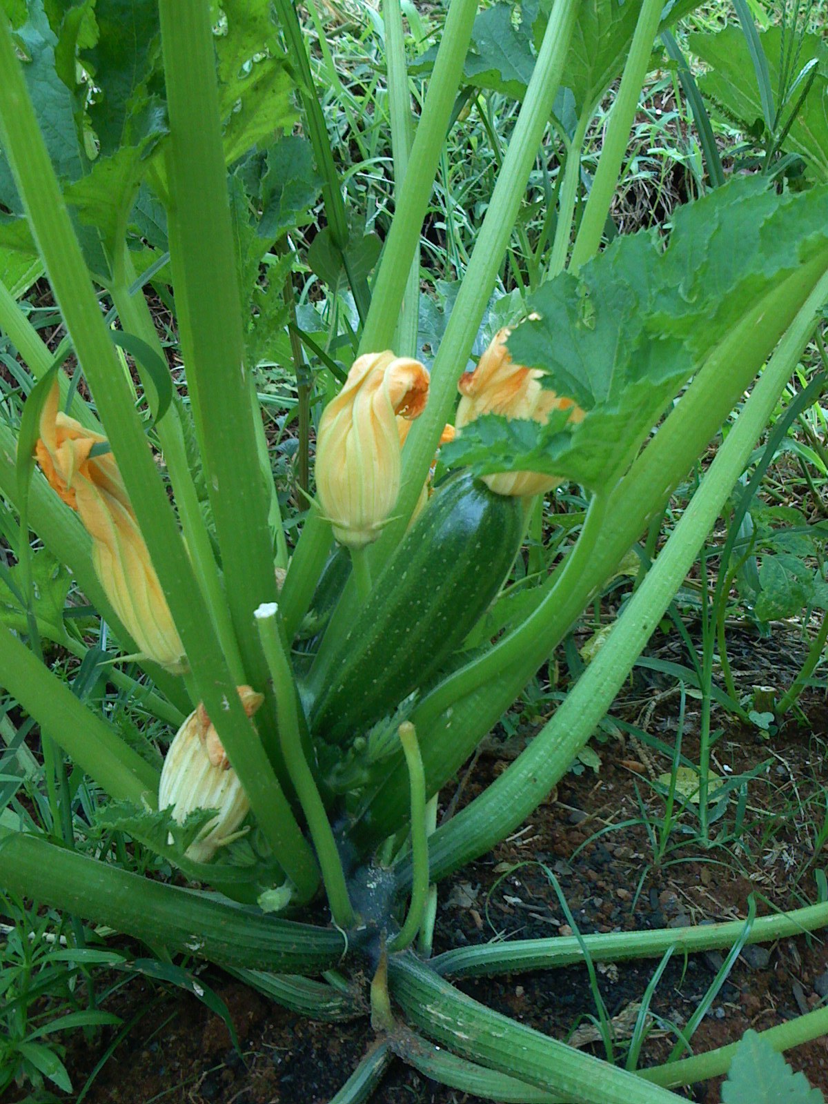 Zucchini