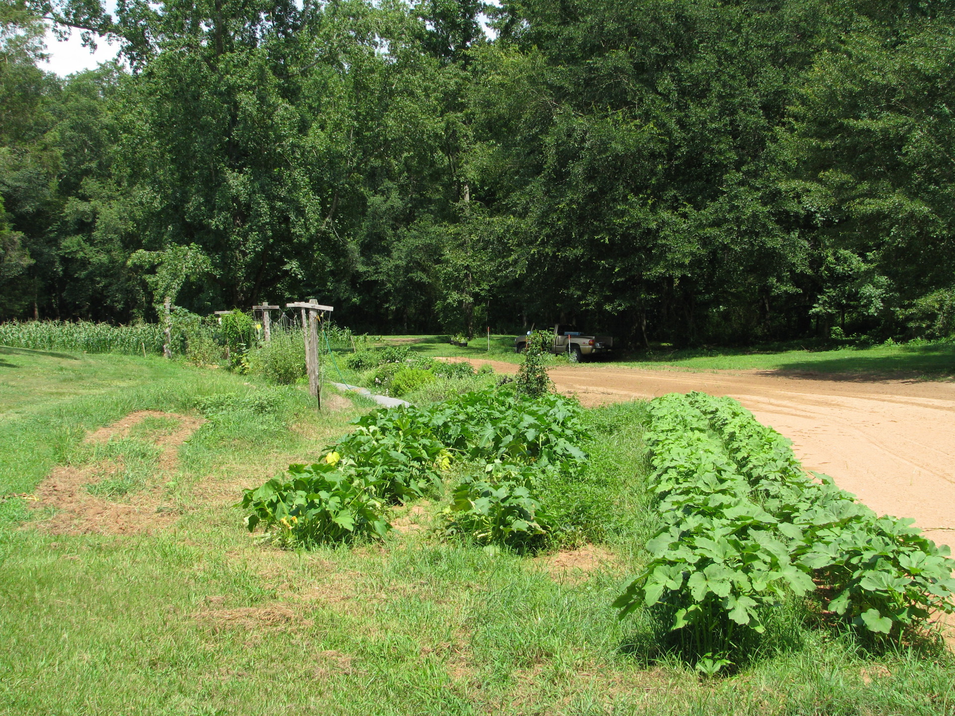 Corn, zucchini and okra at Whippoorwill Gardens