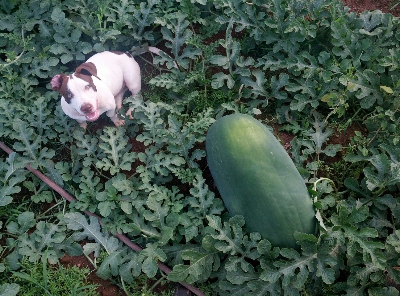 Watermelon Garden