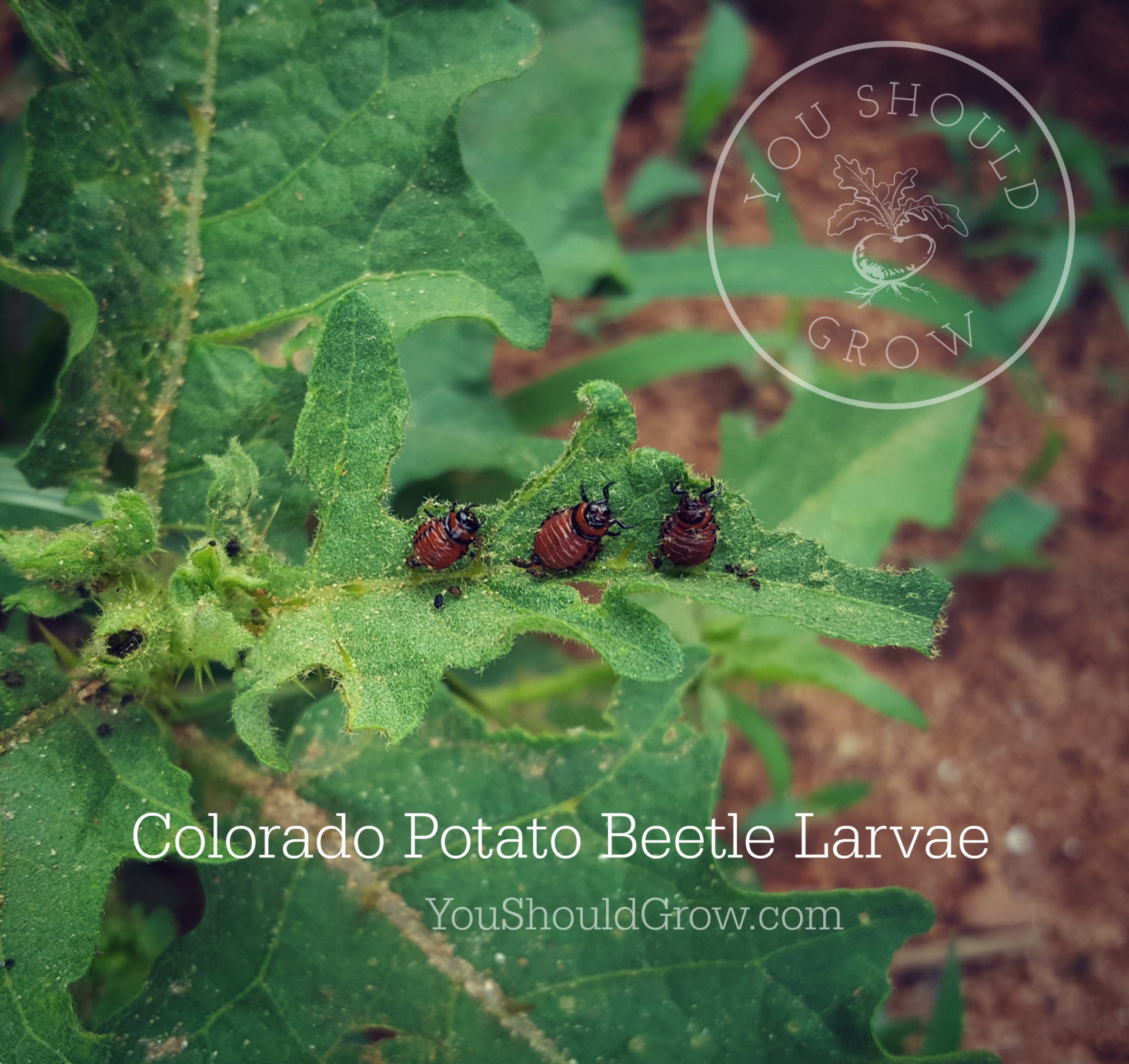 Colorado Potato Beetle Larvae