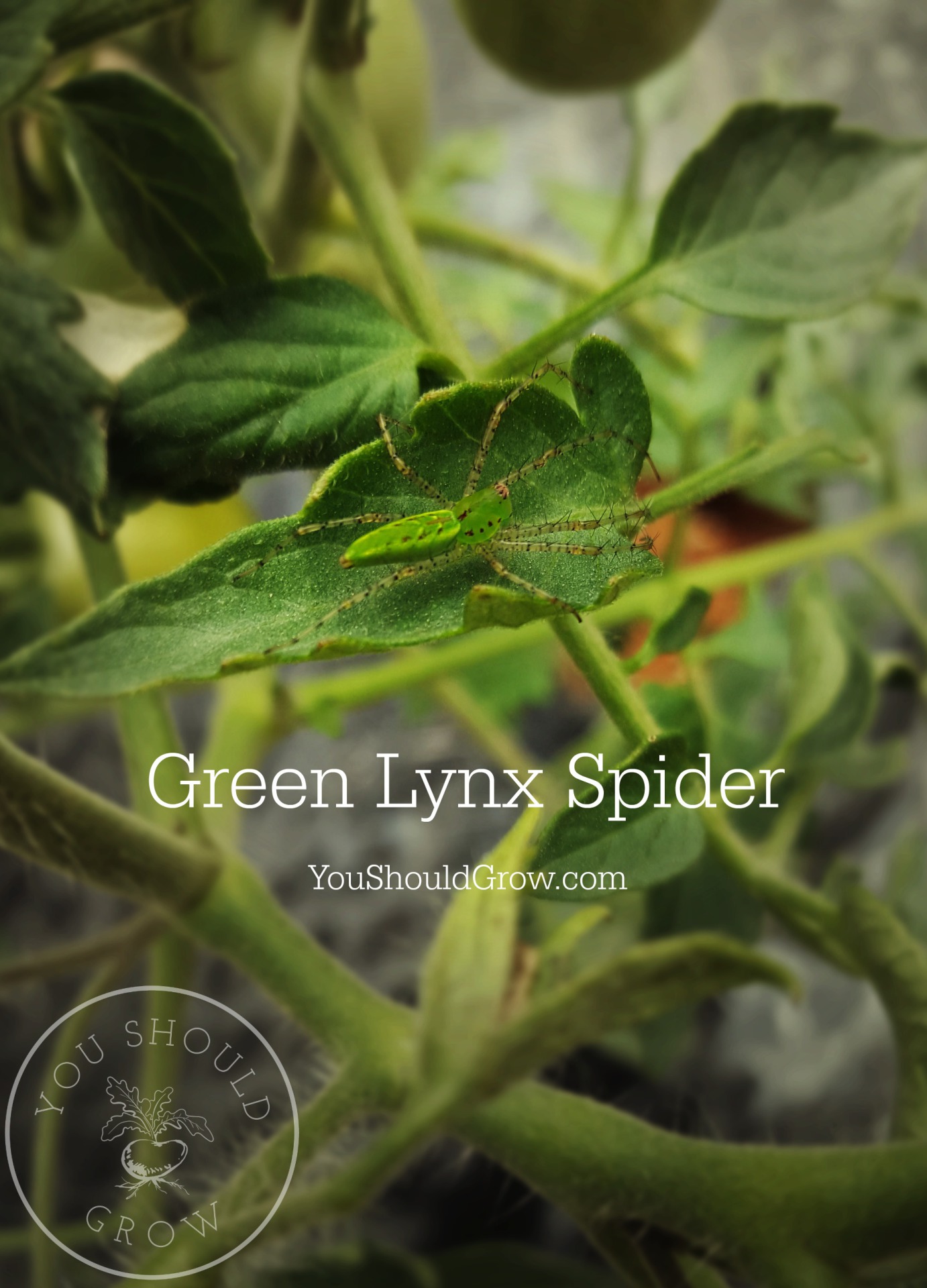 A green lynx spider